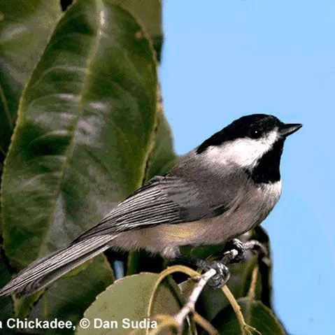 thumbnail for publication: Florida Bird Monitoring Program